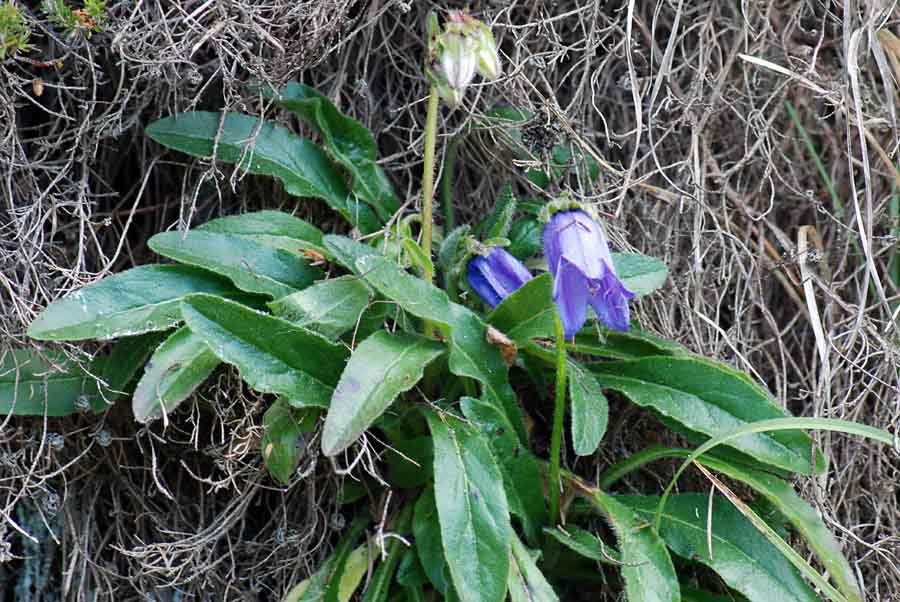 Campanula barbata